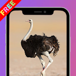 Cover Image of Download Ostrich Bird Wallpaper 16.1.1 APK