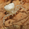 Crab Spider