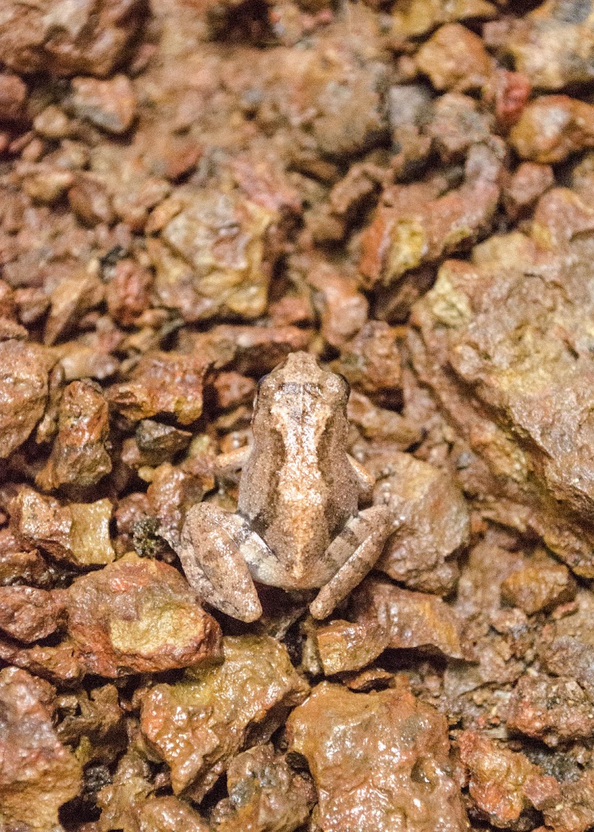 The Bombay Bush Frog