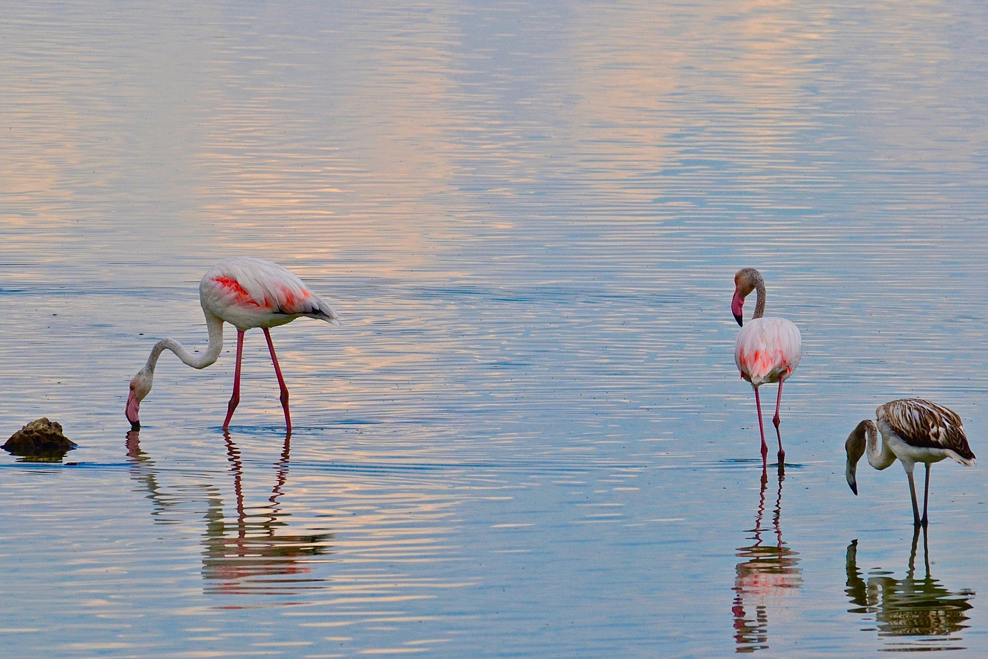 Three flamingos di giuseppedangelo