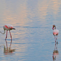 Three flamingos di 