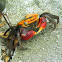 Red Claw Mangrove Crab