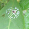 Spider Web