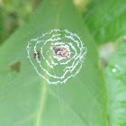 Spider Web