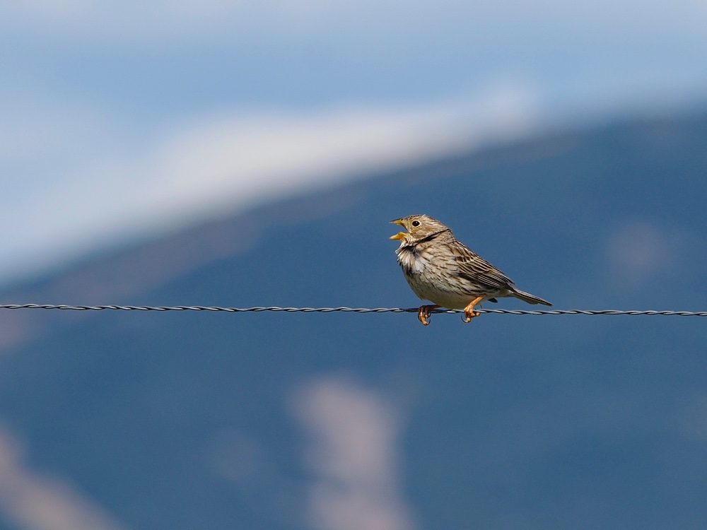 Triguero (Corn bunting)