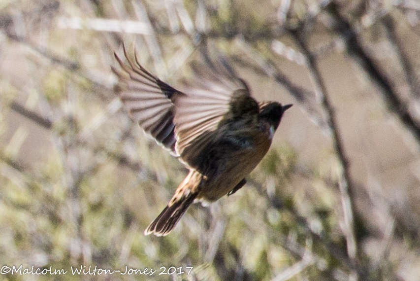 Stonechat; Tarabilla Común