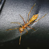 Female ant mimic spider