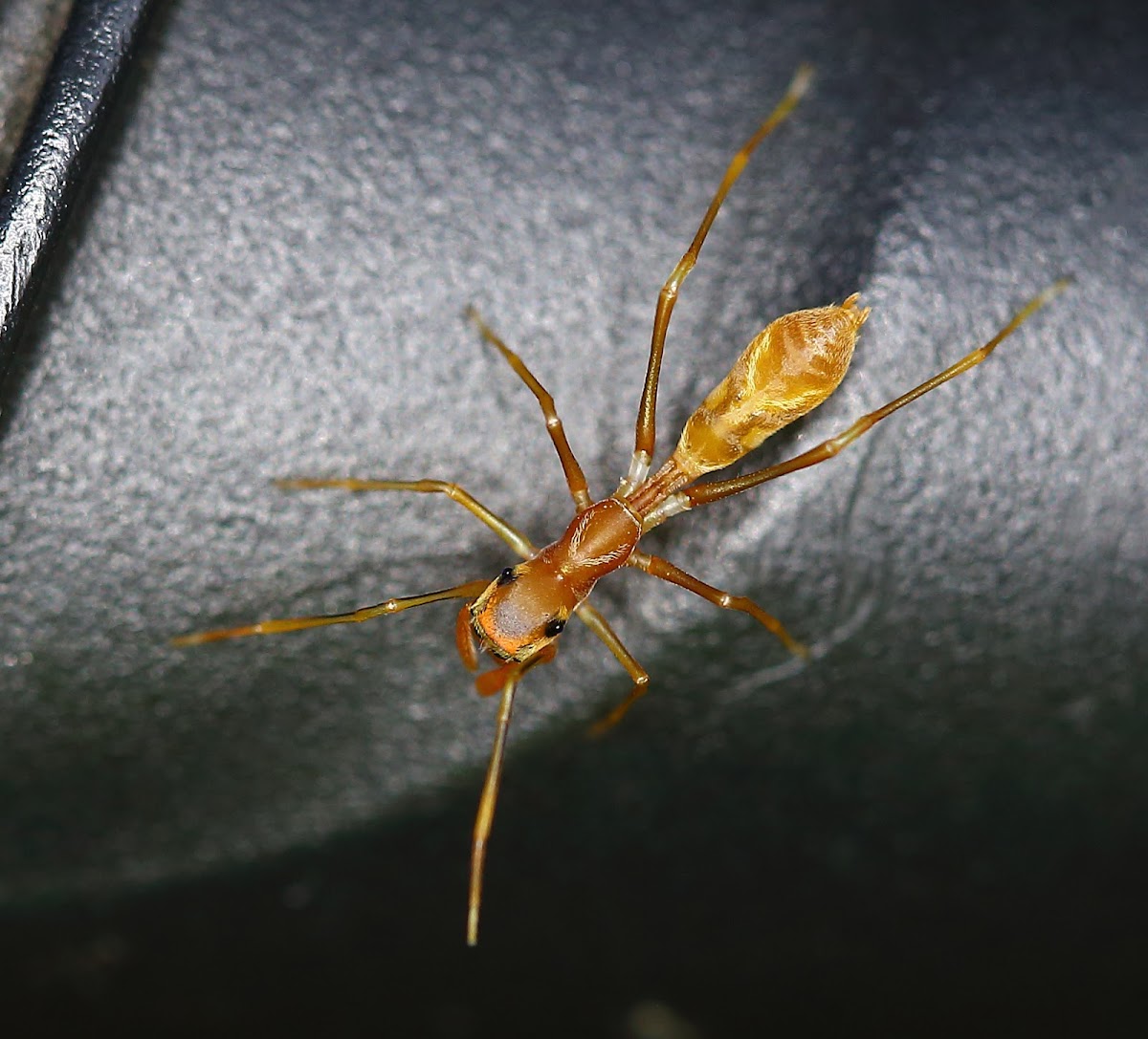 Female ant mimic spider