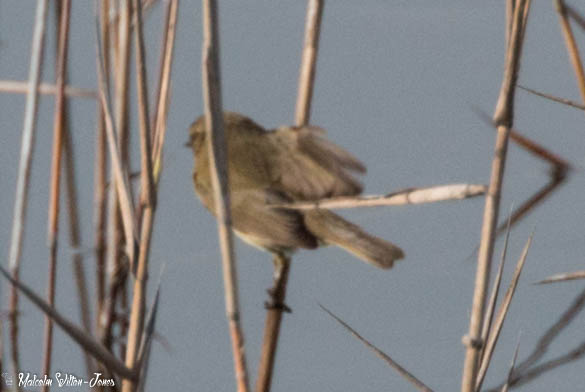 Chiffchaff; Mosquitero Común