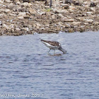 Greenshank; Archibebe Claro