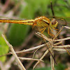 Yellow-sided Skimmer Dragonfly