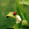 Seven-spotted Ladybug