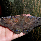 Black witch moth