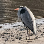 Grey Heron