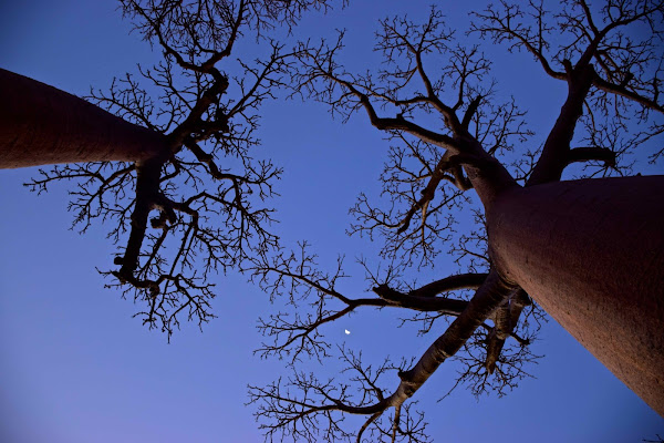 Baobab di Alessandra Alba