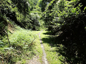 踏み跡（獣？）はある