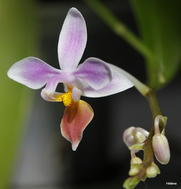 Phalaenopsis equestris (Aparri) 'Orange Lip' KbNQyFfoMQ1KNCacGURk3WudoGshcRHS8-cpMgzdw80qpKdyJLAJKMjnIUcjNlLuhf16M6MSTb7s8CrWEZ1ali3PxLGiIUdAQ3lB79ak08APzYiGValK1JIyousH9ccBrqTGc_qRvsGiGGkM7bp0ecC8hyQ0EiZ2lgUSK7AApT-pXMTci09zk2qYXLlNCQ4BywcaJb5CFdzTLRCOQd_URWO77VIn1jtmWuzUEgMFRNZdVHK2RLznve05DzCfudcVe0DKy9ReClt9zfdGuSGke1p4TlBizKMCOo32C3AArqTFxZFfufr9Lx0-Dfot_T0fx7ZpOlrZ6PP0Sy5MEq6-jpynHmpKf_60QiwthNa-AASU5mOnGg4y2jK0ea6i2MVN-0prbGdqvEyeugybn85KTrrfZlo0oROIX7ABccxBBiDRW3i9L4PZBGjq8ijKjcYQZVcAd-713jFnz_Ozwer7Ffwgj_lNgzyYrbKt7q_o1Yqai9dSdUGjlh29rtrz2C2eSNAW45NBDhsy4y6Wuv4H_SVMSsRGlQ12WvvzylkM9D2wsfAAs4mEKBXcCsIJ2WyUVfL9ytU05jXNA-56WWR0c-sY6-w6rZn3=w617-h645-no