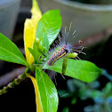 Tussock Moth Caterpillar