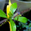 Tussock Moth Caterpillar