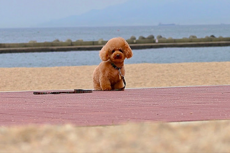 アルトワークスのHA36S・アルトワークス・一眼レフ練習中・愛犬と散歩・海と愛犬に関するカスタム事例の投稿画像3枚目