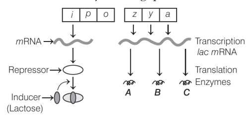 Regulation of gene expression