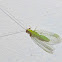 Green Lacewing