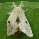 Tussock Moth