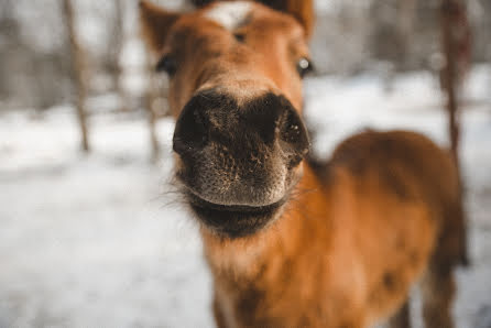 Svadobný fotograf Semen Malafeev (malafeev). Fotografia publikovaná 4. marca 2018