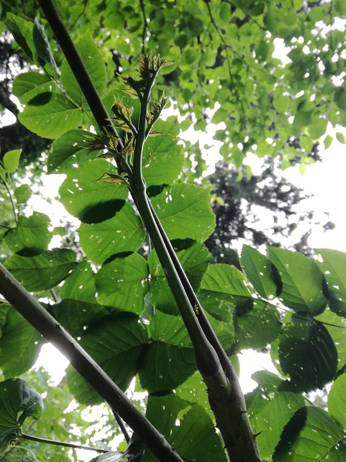 タラの芽 新潟で採れる場所と時期 美味しい山菜採り Dr K 山岳グルメ登山ブログ In 新潟