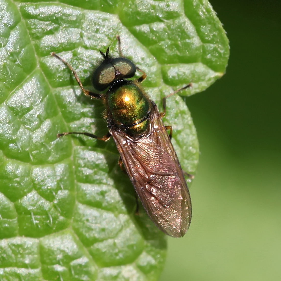 Green Soldier Fly