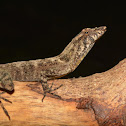 Anole Lizard