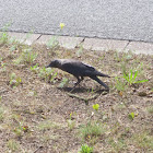 Western jackdaw