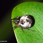 Orb Weaver Spider