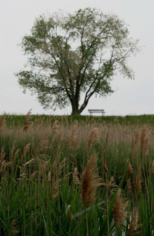 Forrest Gump di Barbara Heidebrunn