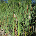 narrowleaf cattail