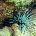 Long-spined Sea Urchin