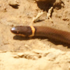 Ringneck Snake