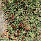 Eastern Lubber Nymphs