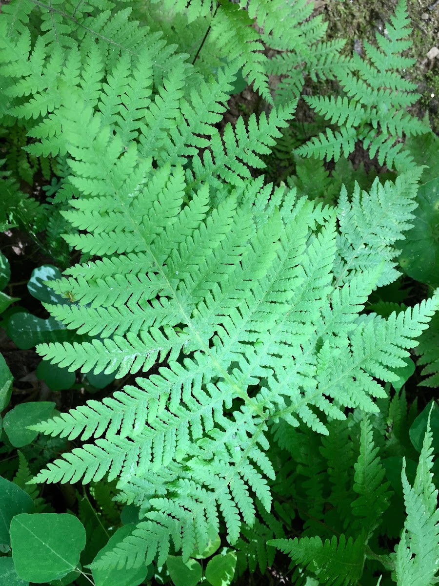 Southern Wood Fern