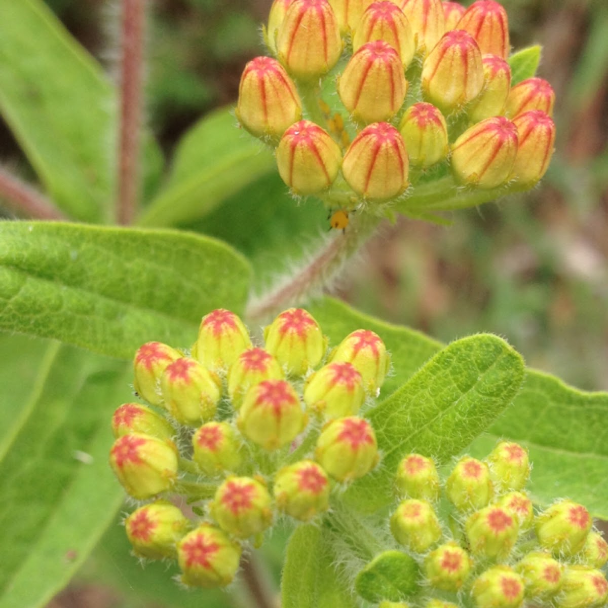 Butterfly weed