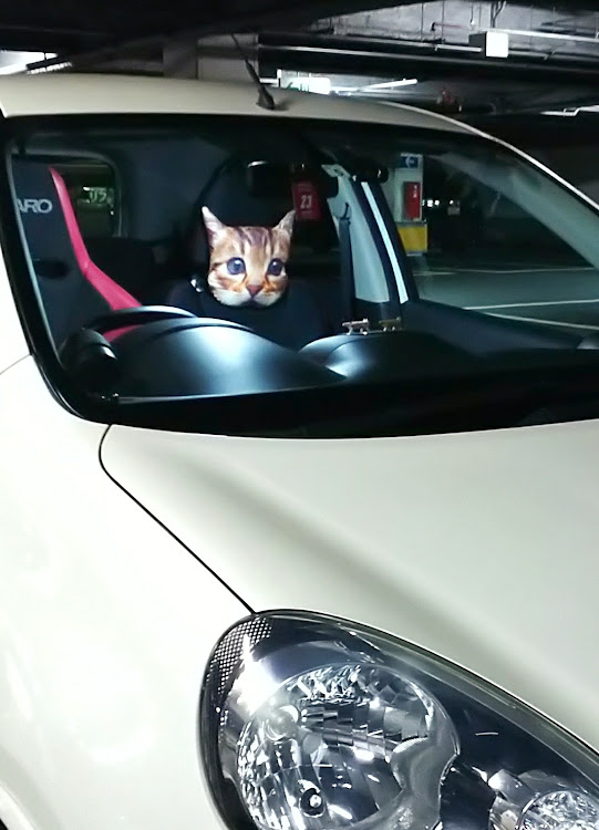 マーチの買い物・猫顔ネッククッション・ダイソーに関するカスタム事例の投稿画像2枚目