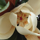 Southern Magnolia