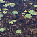 Red eared slider