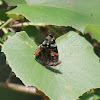 Red Admiral