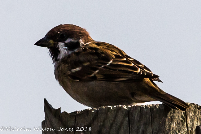 Tree Sparrow; Gorrión Molinero