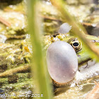 Marsh Frog