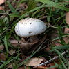 Meadow Mushroom