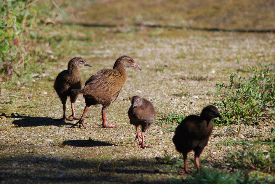 New Zealand Weka (sth isl)