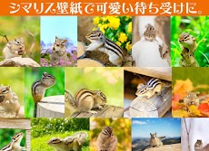 かわいい待受け画面 リス 壁紙おしゃれ着せ替えアプリ無料 Androidアプリ Applion