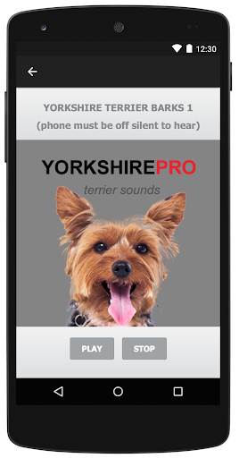 Yorkshire Terrier Dog Sounds